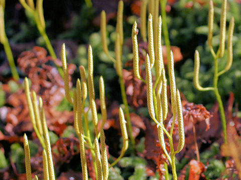 Lycopodium clavatum