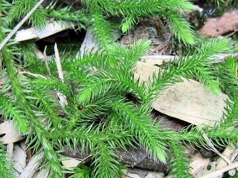 Lycopodium clavatum