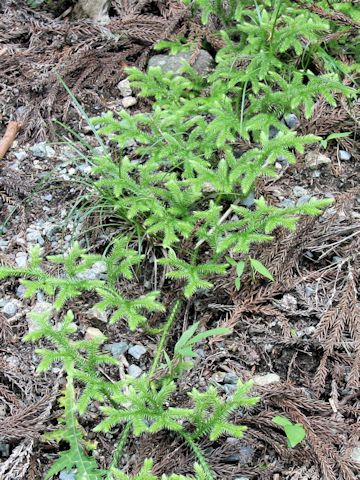 Lycopodium clavatum