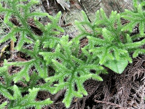 Lycopodium clavatum