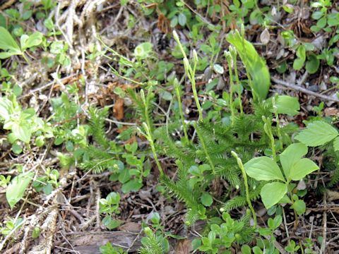 Lycopodium clavatum