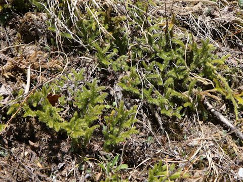 Lycopodium clavatum