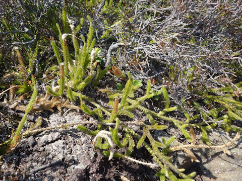 Lycopodium clavatum