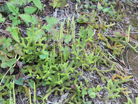 Lycopodium clavatum