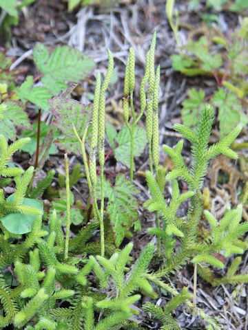 Lycopodium clavatum