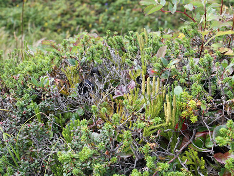 Lycopodium clavatum