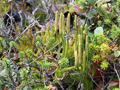 Lycopodium clavatum