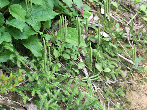 Lycopodium clavatum