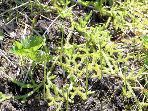 Lycopodium clavatum