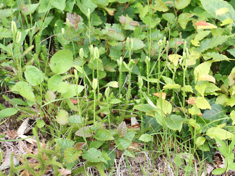 Lycopodium clavatum