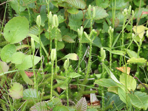 Lycopodium clavatum