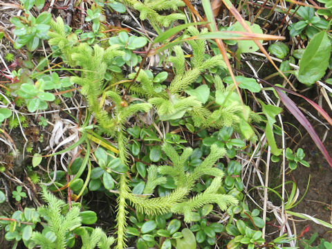 Lycopodium clavatum