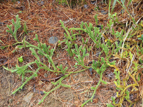 Lycopodium clavatum