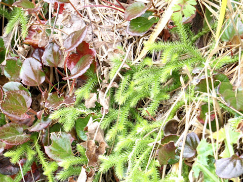 Lycopodium clavatum