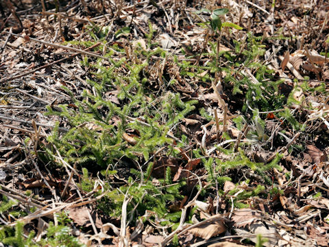 Lycopodium clavatum