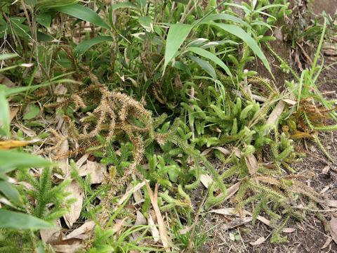 Lycopodium clavatum