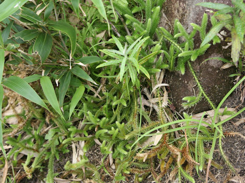 Lycopodium clavatum