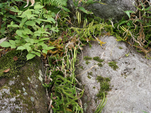 Lycopodium clavatum