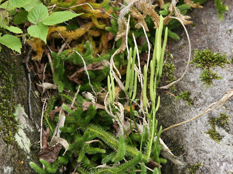 Lycopodium clavatum