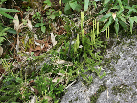 Lycopodium clavatum