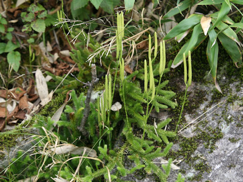 Lycopodium clavatum