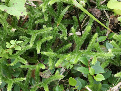 Lycopodium clavatum