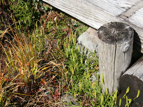 Lycopodium clavatum