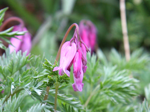 Dicentra eximia