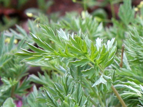 Dicentra eximia