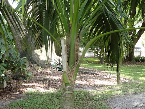 Howea forsteriana