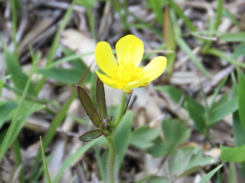 Ranunculus ternatus