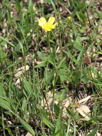 Ranunculus ternatus