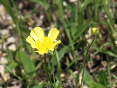 Ranunculus ternatus