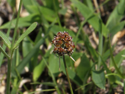Ranunculus ternatus