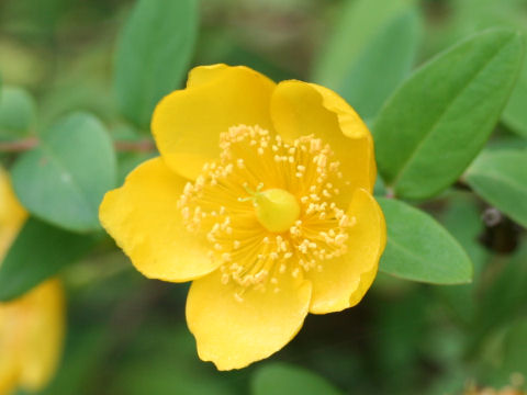 Hypericum hookerianum