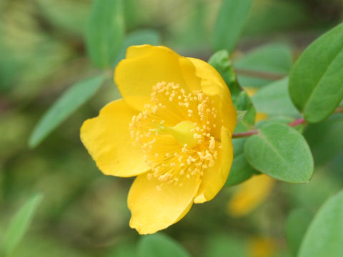 Hypericum hookerianum