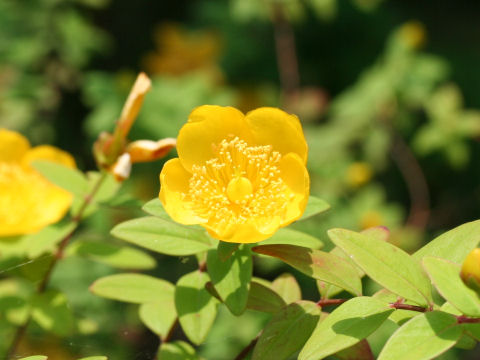 Hypericum hookerianum