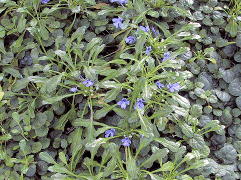 Ajuga pygmaea