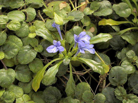 Ajuga pygmaea