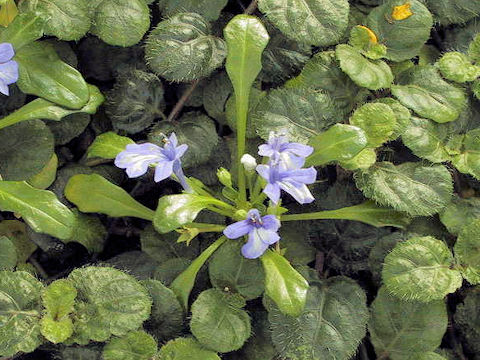 Ajuga pygmaea