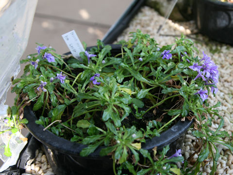 Ajuga pygmaea