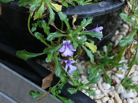 Ajuga pygmaea