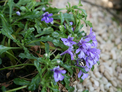 Ajuga pygmaea