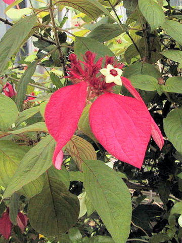 Mussaenda erythrophylla