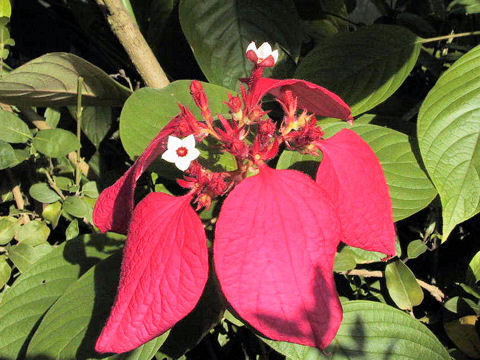 Mussaenda erythrophylla