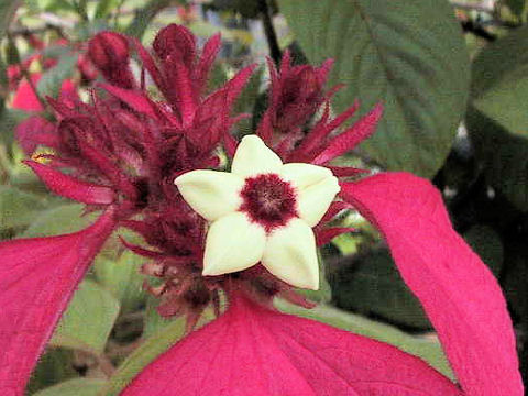 Mussaenda erythrophylla