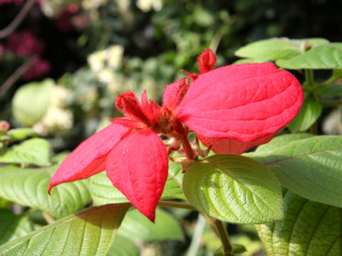 Mussaenda erythrophylla