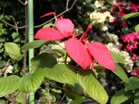 Mussaenda erythrophylla