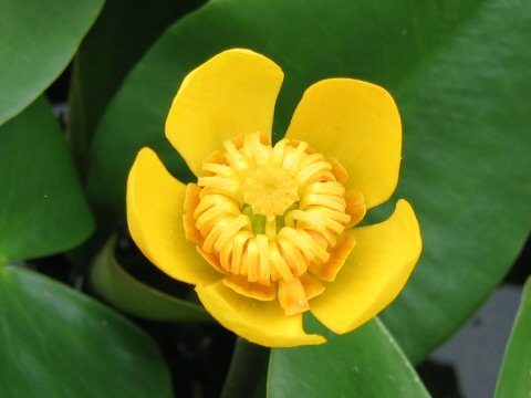 Nuphar subintegerrimum