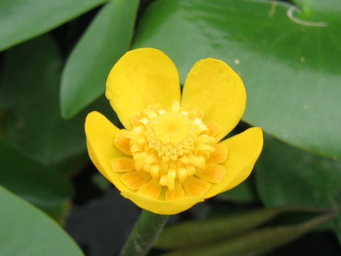 Nuphar subintegerrimum